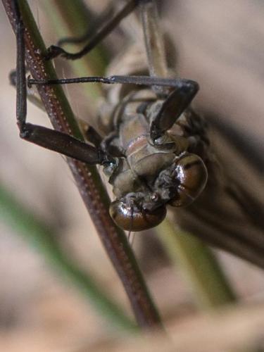 Rhithrogena sp.