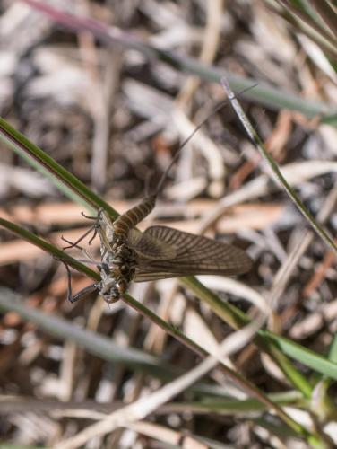 Rhithrogena sp.