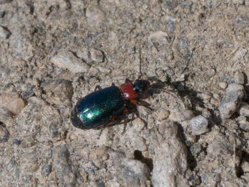 Lebia cyanocephala