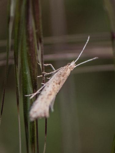 Réf. 280 262 : Plutella xylostella
