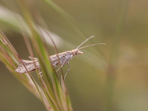 Réf. 280 263 : Plutella xylostella