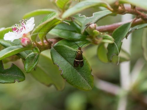 Adela australis