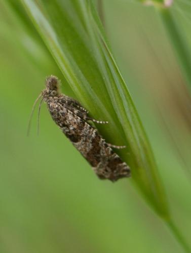 Rhopobota stagnana