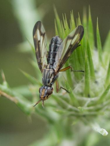 Dorycera grandis