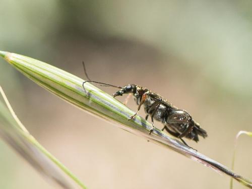 Oedemera flavipes