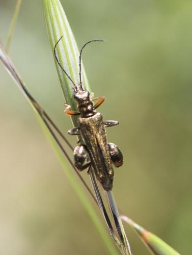 Oedemera flavipes
