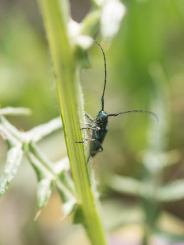 Agapanthia sp.