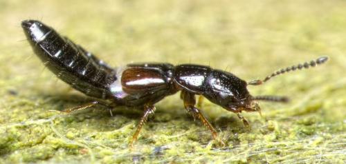 Platystethus nitens