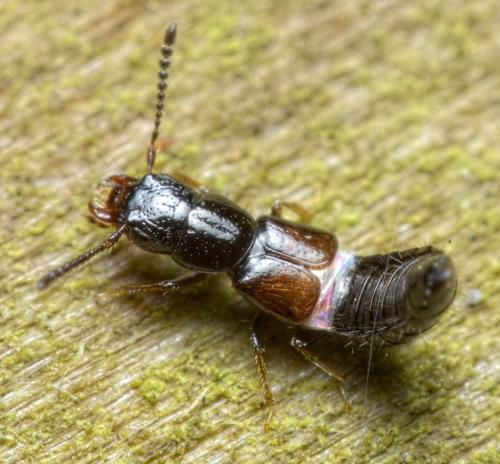 Réf. 280 686 : Platystethus nitens