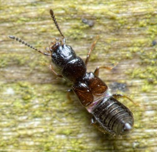 Réf. 280 688 : Platystethus nitens