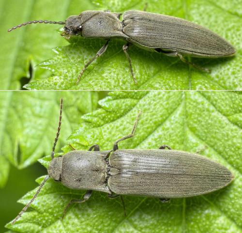 Réf. 280 537 : Agriotes pilosellus