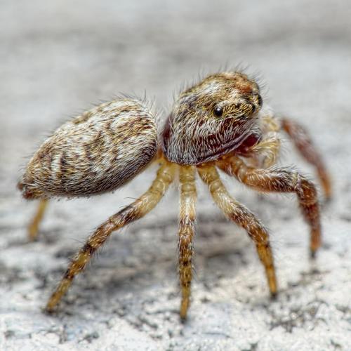 Macaroeris nidicolens
