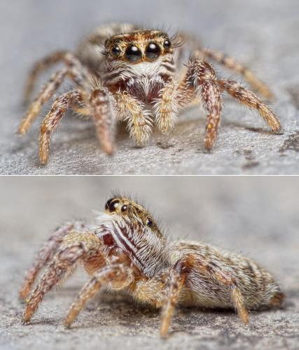 Macaroeris nidicolens