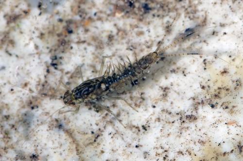 Cloeon dipterum