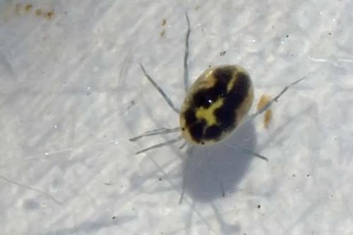 Neumania sp.