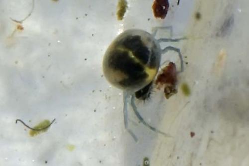 Neumania sp.