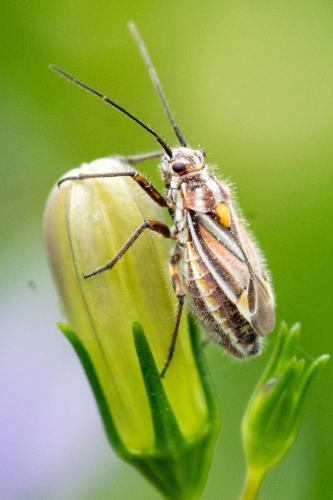 Horistus orientalis
