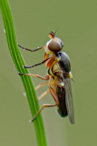 Réf. 280 910 : Cetema sp.