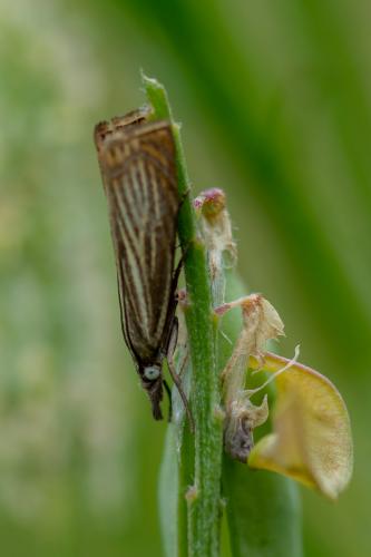 Réf. 280 915 : Chrysoteuchia culmella