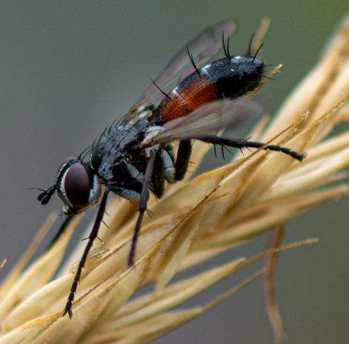 Réf. 280 936 : Cylindromyia auriceps