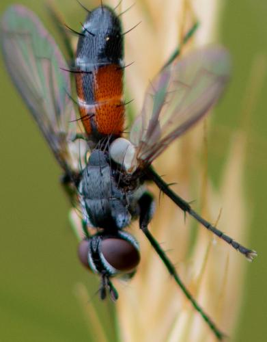 Cylindromyia auriceps