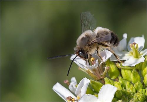 Réf. 280 074 : Eucera sp.