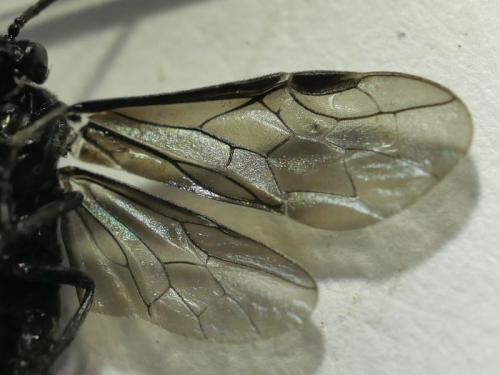 Blennocampinae