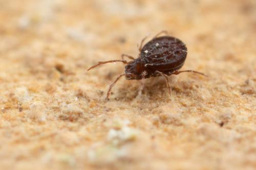 Gymnodamaeus bicostatus