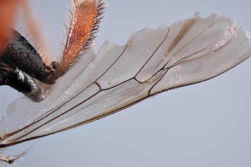 Sphecodes sp.