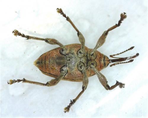 Réf. 280 163 : Curculio sp.