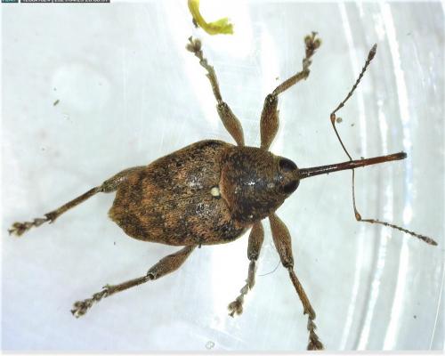 Réf. 280 164 : Curculio sp.