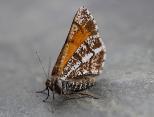 Bupalus piniaria