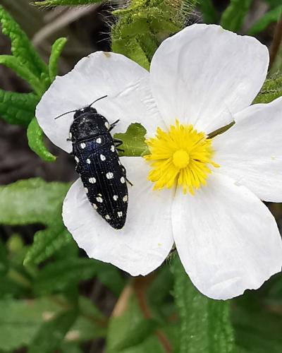 Réf. 280 280 : Acmaeodera degener quattuordecimpunctata