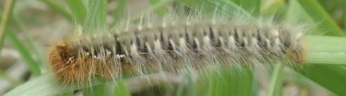 Réf. 280 766 : Lasiocampa quercus