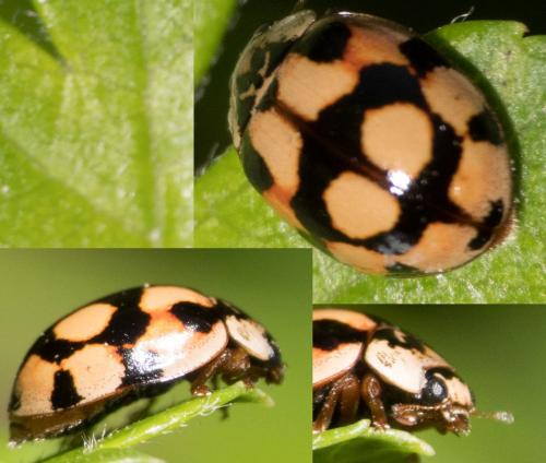Réf. 280 171 : Adalia decempunctata