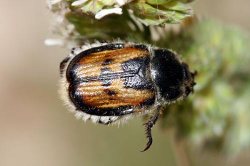Anisoplia sp.