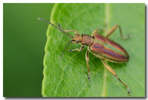 Réf. 280 651 : Donacia sp.
