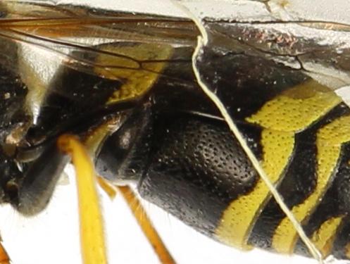 Ancistrocerus nigricornis
