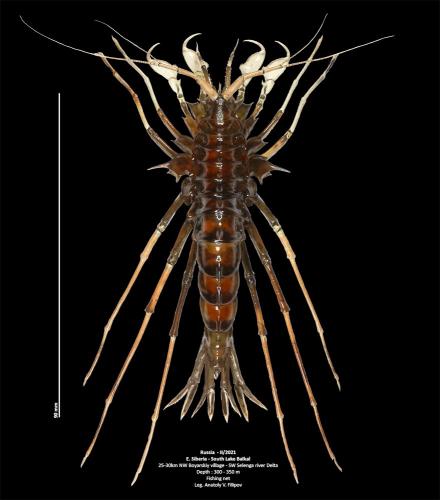 Acanthogammarus grewingkii