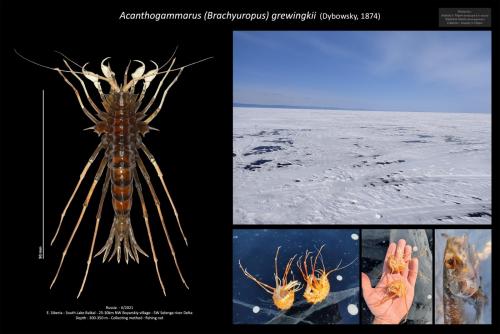 Réf. 280 718 : Acanthogammarus grewingkii
