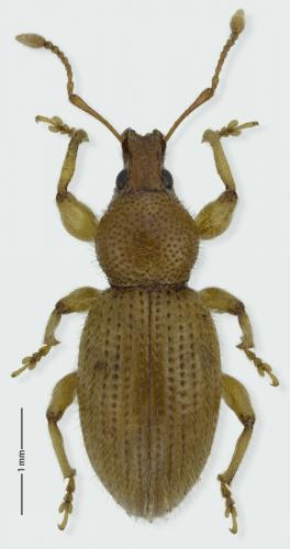 Réf. 280 400 : Exomias pellucidus