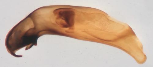 Bembidion ascendens