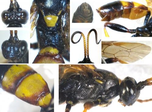 Réf. 280 655 : Eutanyacra crispatoria