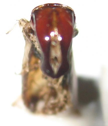 Eudicella morgani