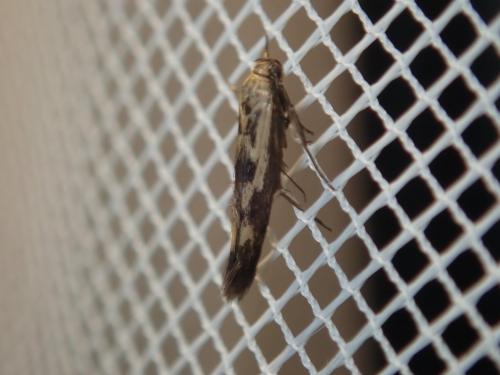 Réf. 280 211 : Scythris limbella