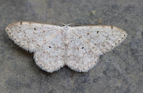 Réf. 280 337 : Scopula marginepunctata