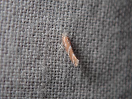 Phyllonorycter millierella