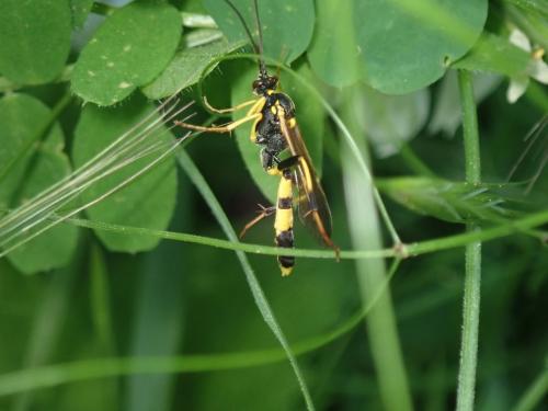 Réf. 280 338 : Amblyteles armatorius