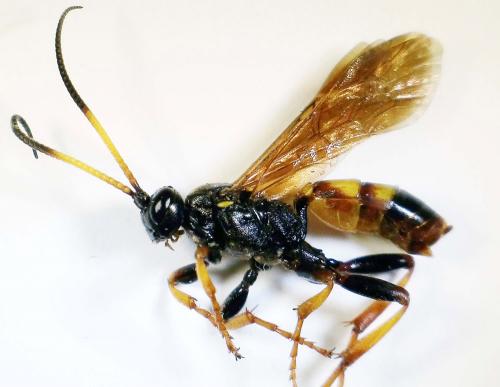 Eutanyacra crispatoria