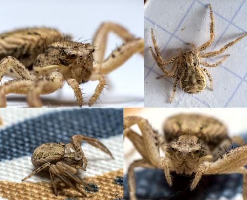 Xysticus_sl sp.